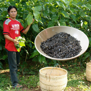 Maulbeerblätter Ernte für Teegewinnung