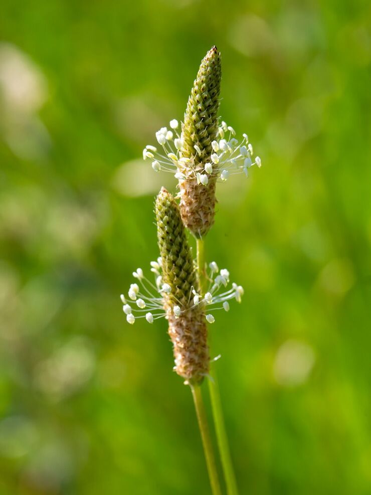 Spitzwegerich im Garten