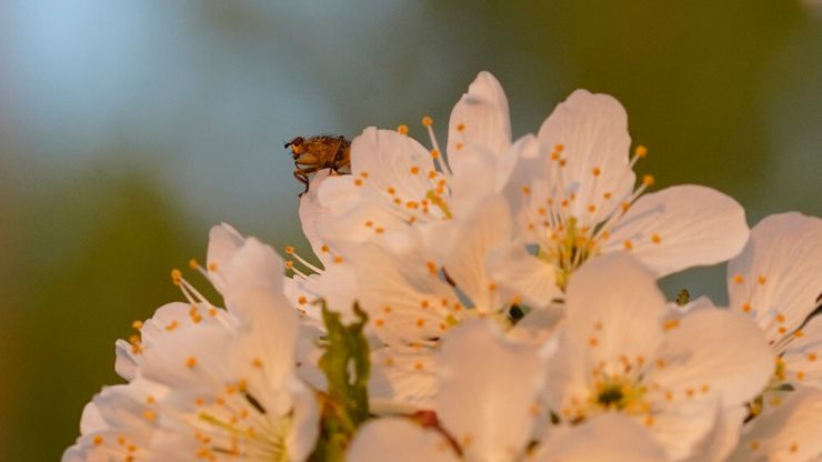 Ein Insekt geniesst die ersten Sonnenstrahlen auf einer Kirschblüte