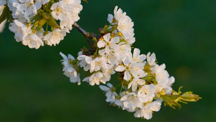 Blütenpracht unseres Kirschbaumes - achten Sie auf die zarten Blätter