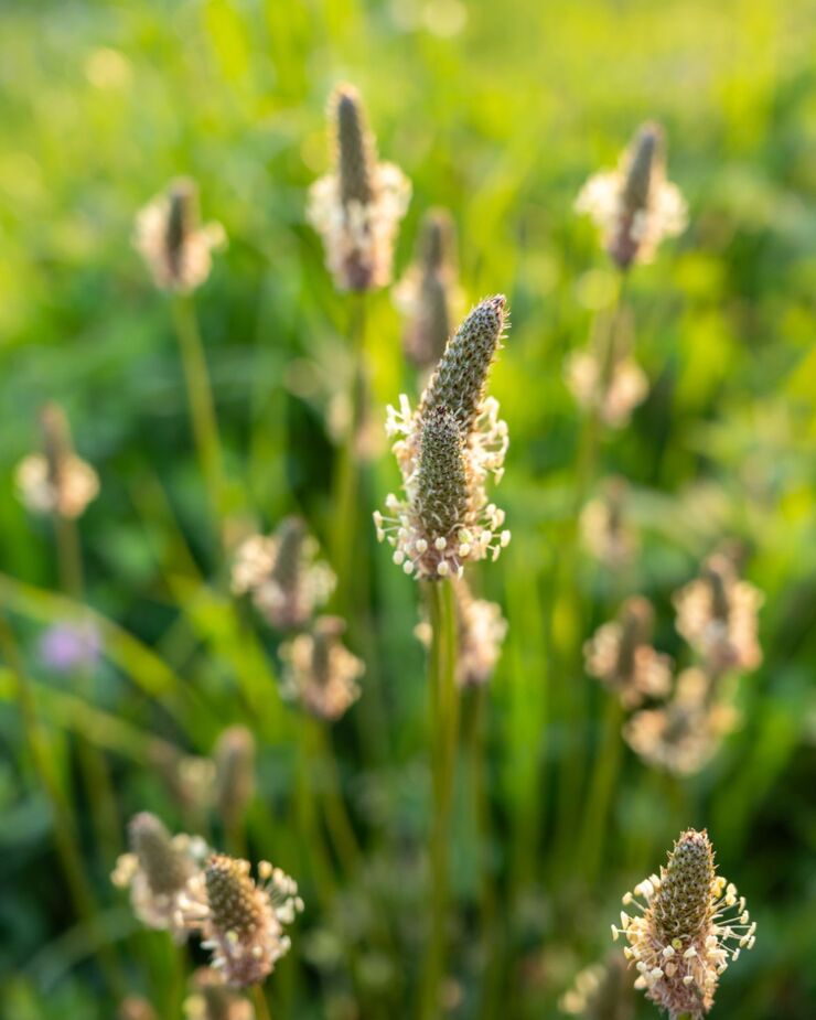 Spitzwegerich fotografiert im Feld mit Gegenlicht
